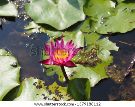 pink water lily and leafs in pond
