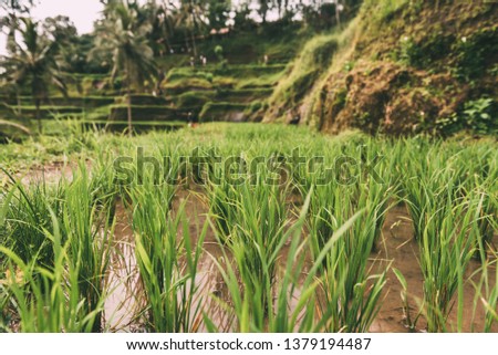 Bali rice fields. Rice terraces close up. Green background. Growing greens. Indonesia
