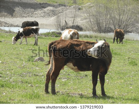 natural life of cows

