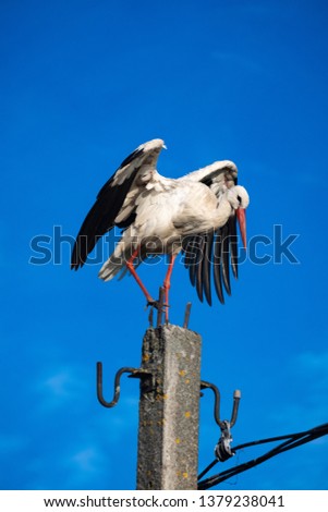 Stork sitting on top of a pillar