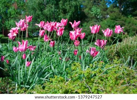 Pink tulips in the summer garden closeup