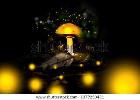 mashroom lump in the forest