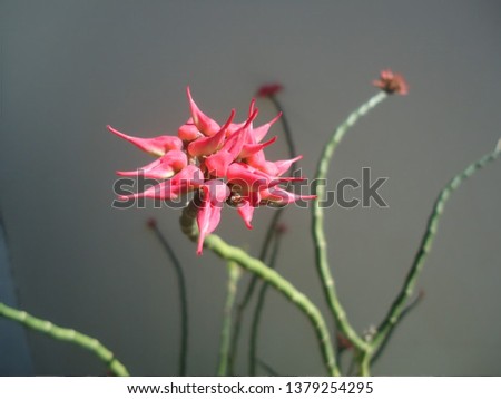 Exotic red flowers with blurred background