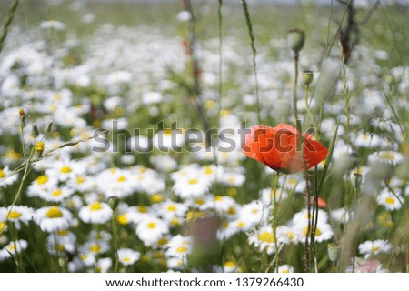 The poppy and chamomile flowers on the field