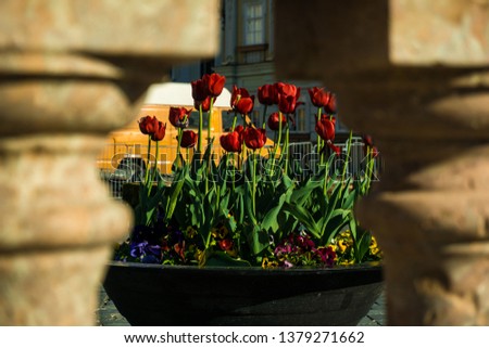 Red Tulips Outdoor Royalty-Free Stock Photo #1379271662