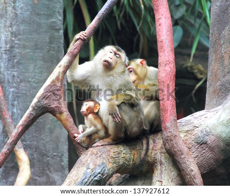 The crab-eating macaques (Macaca fascicularis)