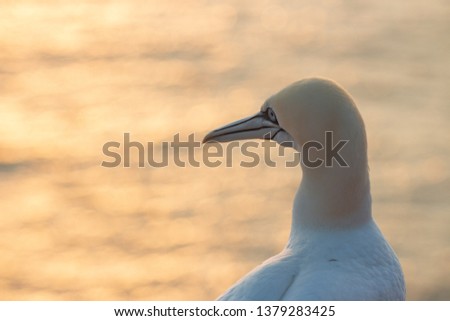 portrait of a gannet looking into the sunset over the north sea, Heligoland, Germany