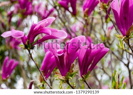Beautiful blooming Magnolia Susan (Magnolia liliiflora x Magnolia stellata) with large pink flowers and buds in spring garden. Selective focus
