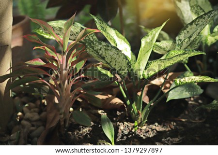 Blurred image of nature view , green leaf in garden with copy space or summer background natural plants landscape, ecology, fresh wallpaper concept.