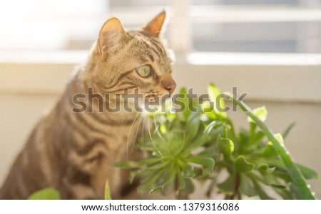 Beautiful short hair cat playing with plants at the garden on a sunny day at home