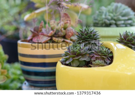 Succulents or cactus in a garden. Sempervivum Hens and Chicks in flower pot. Close up image of beautiful outdoor succulents.