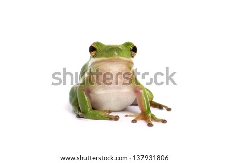 American green tree frog (Hyla cinerea) on a white background Royalty-Free Stock Photo #137931806