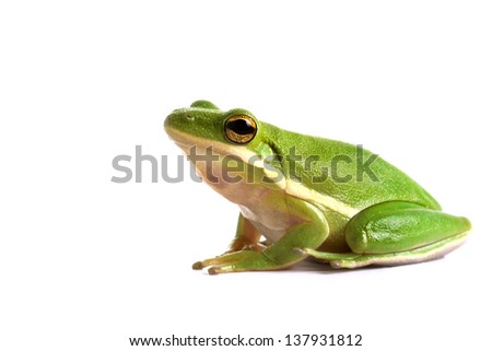 American green tree frog (Hyla cinerea) on a white background Royalty-Free Stock Photo #137931812