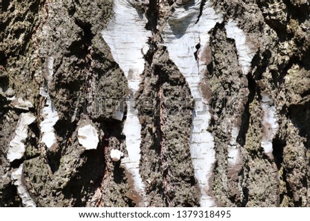 Close up surface of tree bark in a forest in high resolution