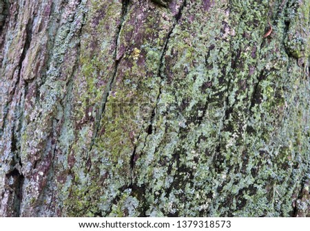 Close up surface of tree bark in a forest in high resolution