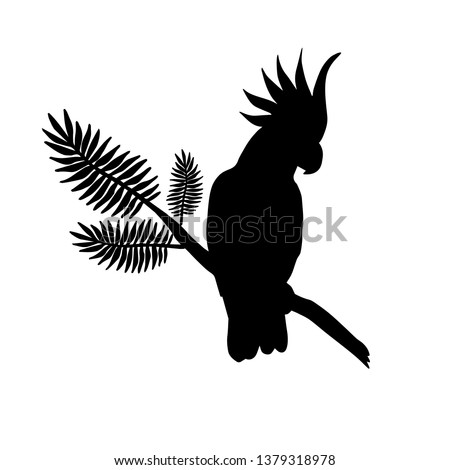 Vector black flat silhouette of cockatoo parrot sitting on palm tree branch isolated on white background