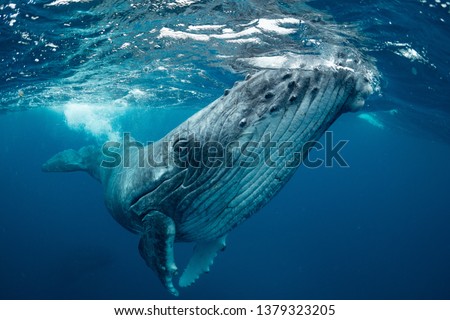 whale　nature　Tonga Royalty-Free Stock Photo #1379323205
