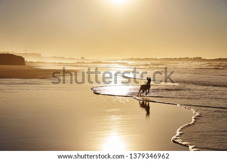 Dog playing on a sunny beach,Portugal
