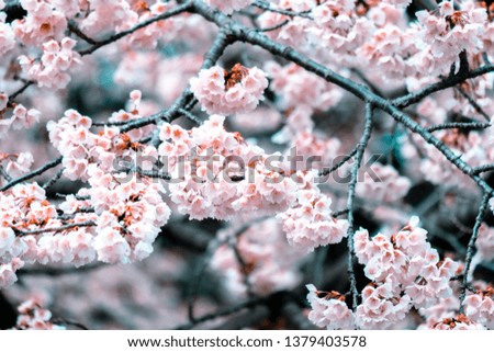 Selective focus,cherry blossoms (Sakura)  blooming on a spring day in japan