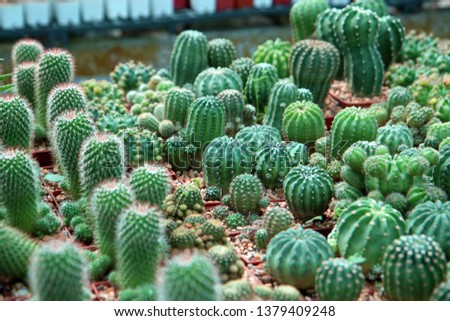 Cactus in the garden 