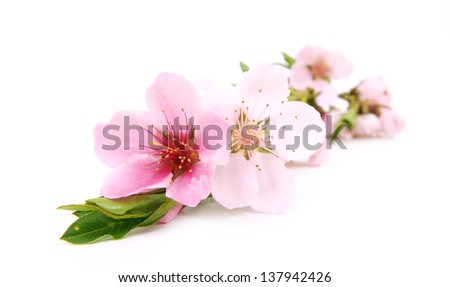 Flower pink cherry Royalty-Free Stock Photo #137942426