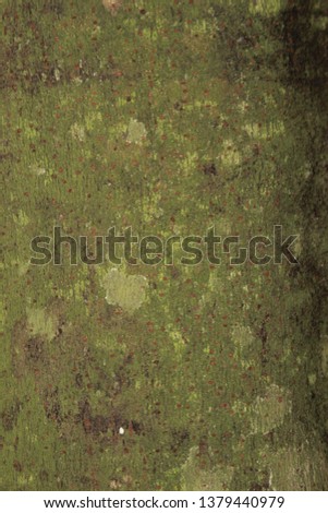 Natural design of tree trunk background