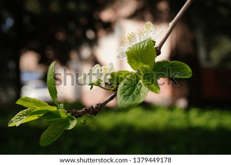 Spring tree in Ukraine garden