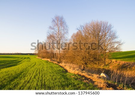 springtime landscape with group of trees on field