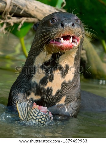 Giant River Otter Eating Fish