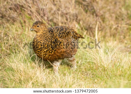 Red Grouse (Scientific name: Lagopus lagopus) Hen or female bird stood in natural moorland habitat in Springtime.   Blurred background.  Close up. Landscape, horizontal. Space for copy.