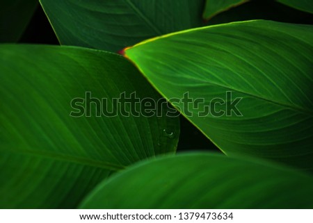 Leaves green dark leaf in the natural tropical forest background