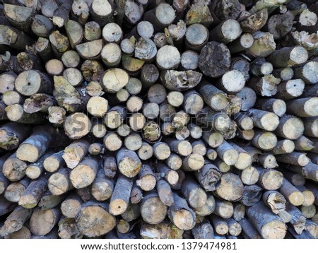 beautiful sorting of woods timber material for background texture and wallpaper