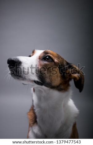 Dog pooch in the photo studio