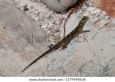 agama parks and reserves of south africa 