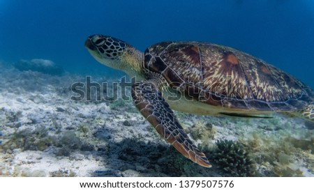 Close encounter with a green sea turtle feeding on sea grass in a shallow and sandy reef.