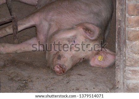 An adult pig is lying on the floor and sleeping.Domestic animal