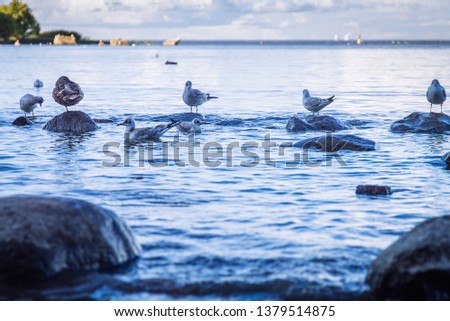 Gulls on the beach on the rocks. The Gulf of Finland. Water surface. The blue. Ocean. Sea. Green tree on an island in the distance. Boulders.