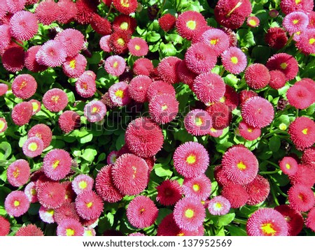 Pink "English Daisy" flowers (or Tasso Pink) in