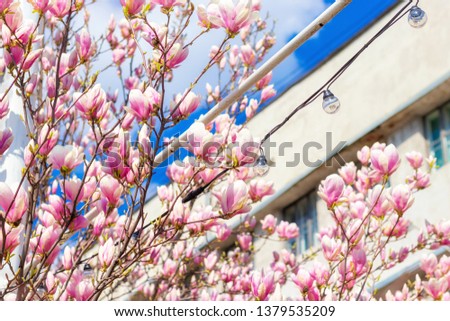 Spring flowering magnolia tree against a blue sky building. Bulbs on the wire located on top