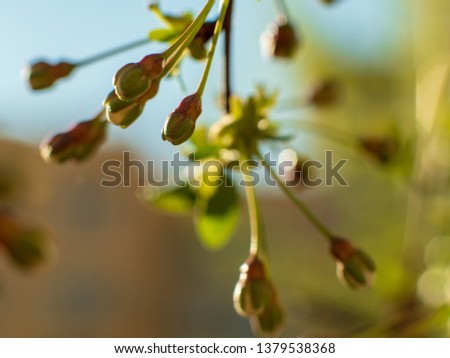Raindrops on flowers of plum and apricot with green leaves in spring. Young shoots, water hanging from branch, flowering trees in garden, blooming spring nature. Effect light. Shallow depth of field