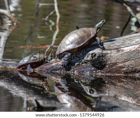 Turtles basking in the sun on a log