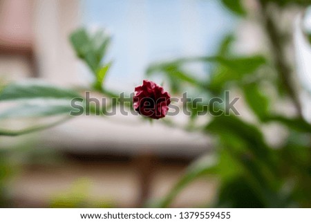 A hibiscus flower bud ready to flower with vegetation background.