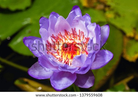 Bee on beautiful purple Lotus Flower in pond in the morning.