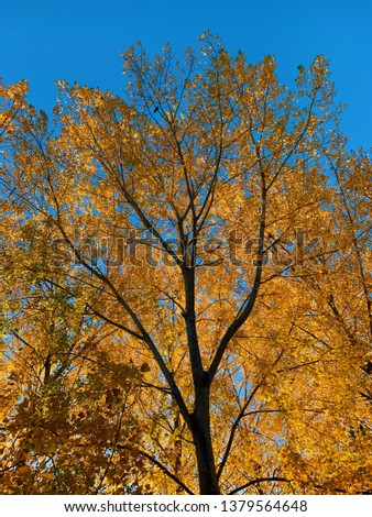 Brilliant yellow, orange & golden leafed tree with a bright blue sky in the background with no clouds