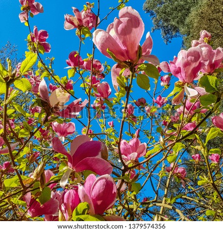 Blooming Saucer Magnolia (Magnolia x soulangeana) in British park