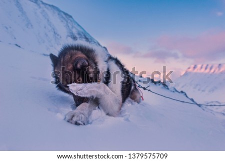  norway landscape nature of the mountains of Spitsbergen Longyearbyen  Svalbard   arctic ocean winter  polar day sunset sky hiking with husky