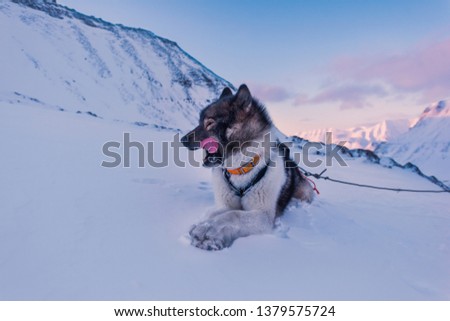  norway landscape nature of the mountains of Spitsbergen Longyearbyen  Svalbard   arctic ocean winter  polar day sunset sky hiking with husky