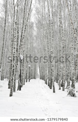 Lonely birch grove in the snow