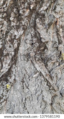 Bark. Tree bark. Rough surface wood. Photo of tree bark