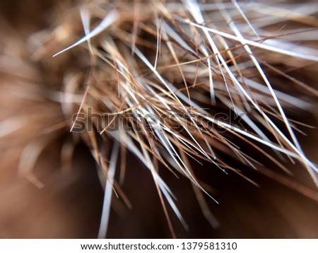 Microscopic hair detail of a dog. macro photography, with a lot of definition, science of nature.
